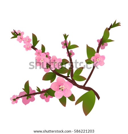 Peach Blossom Branch Stock Photo 81041332 - Shutterstock