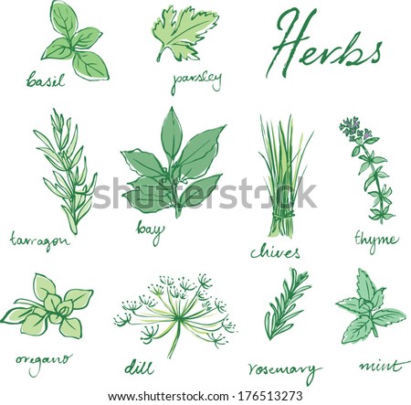 Mix Aromatic Herbs Isolated On White Stock Photo 83611876 - Shutterstock