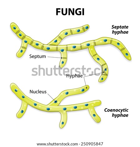 Life Cycle Fungi Mushroom Mycelium Spore Stock Illustration 158014496 ...