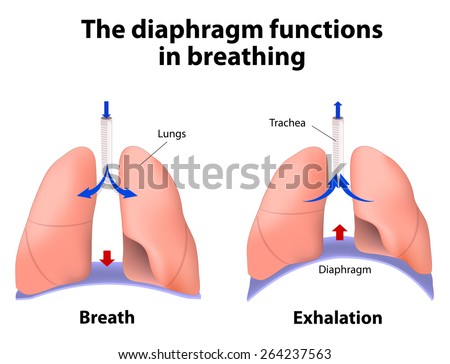 Diaphragm Functions Breathing Breath Exhalation Enlarging Stock Vector ...