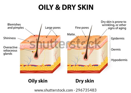 Anatomy Vulva Stock Vector 361516028 - Shutterstock