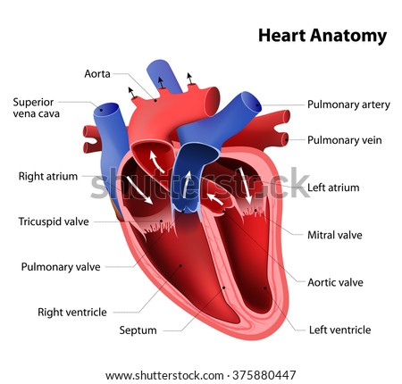 Heart Cross Section Labeled Stock Illustration 76386166 - Shutterstock