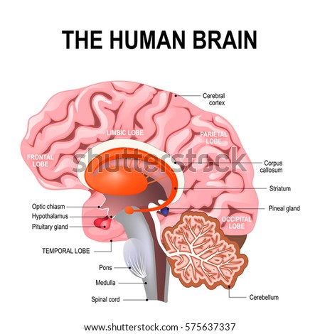 Human Brain Brain Median Section Brain Stock Vector 416973331 ...