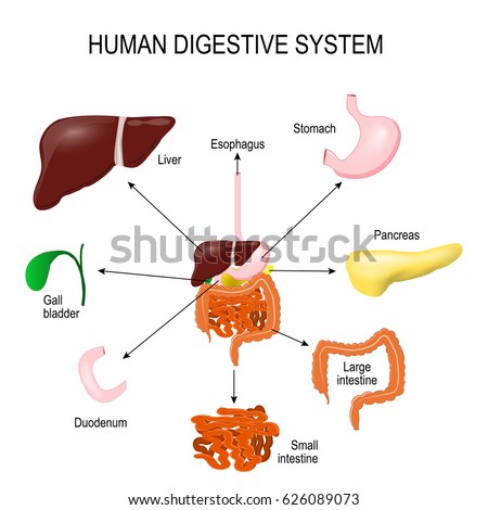 human digestion sci 241 Kids learn more about the science of the human digestive system how we turn food into energy for our bodies. human digestion sci 241 Kids learn more about the science of the human digestive system how we turn food into energy for our bodies.