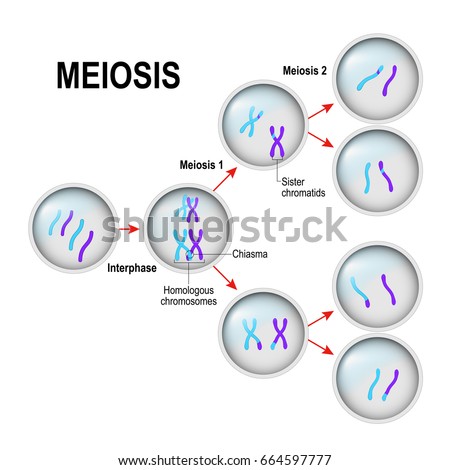 Meiosis Cell Division Interphase Illustration Labeled Stock Vector