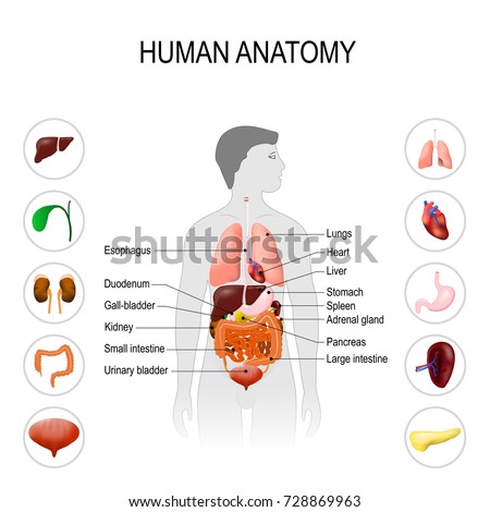 Names Human Organs Simple Design Stock Vector 497687668 - Shutterstock