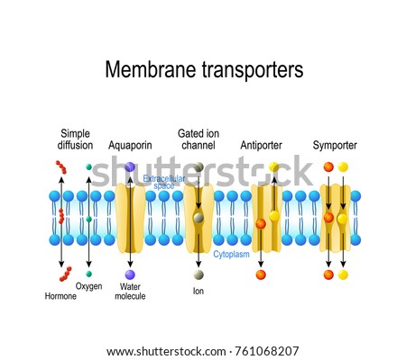 the effects of solutions on ion transportation across membranes Proteins in solution and in membrane 1- mammalian cell intracellular and extracellular ion concentration plasma membrane: functions •many cells have a charge imbalance across the transport across the pm - small molecules uniport. the effects of solutions on ion transportation across membranes Proteins in solution and in membrane 1- mammalian cell intracellular and extracellular ion concentration plasma membrane: functions •many cells have a charge imbalance across the transport across the pm - small molecules uniport.
