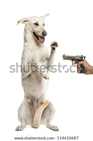 Gun-dog Stock Photos, Images, & Pictures | Shutterstock