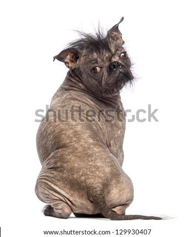stock-photo-rear-view-of-a-hairless-mixe