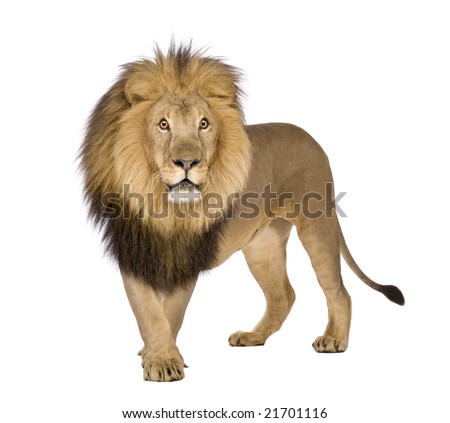 Front View Lion Roaring Standing Panthera Stock Photo 165448157 ...
