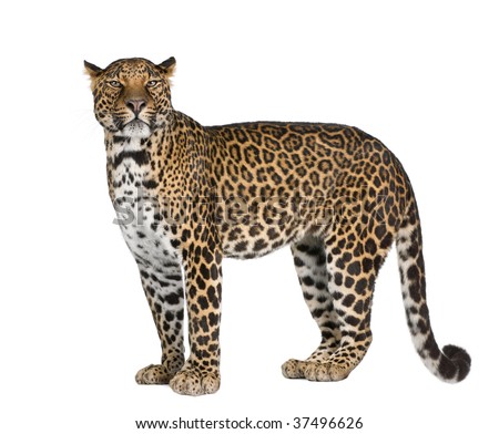 Spotted Leopard Cub Sitting Panthera Pardus Stock Photo 137765363 ...