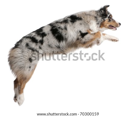 mini australian shepherd 7 months old australian shepherd dog jumping 7 months stock photo 70300081 mini australian shepherd 7 months old australian shepherd dog jumping 7 months stock photo 70300081