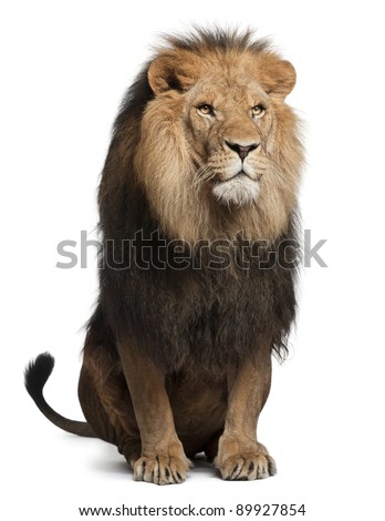 Front View Lion Roaring Standing Panthera Stock Photo 165448157 ...