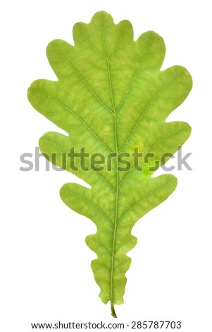 Oak Tree Leaf Isolated Over White Stock Photo 62823880 - Shutterstock