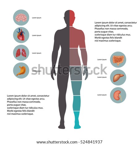 Vector Man Anatomy Illustration Stock Vector 291272750 - Shutterstock