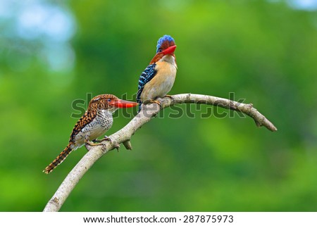  Beautiful  Couple  Banded Kingfisher Birds  Perching Stock 