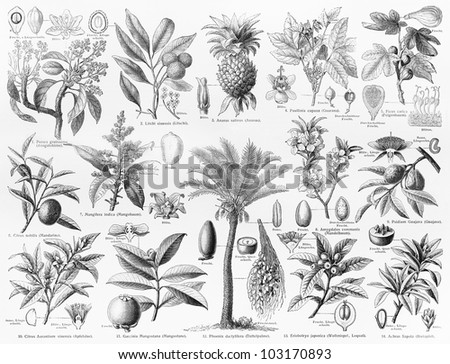 Marine Life Shells Snails Vintage Drawing Stock Photo 98105231 ...