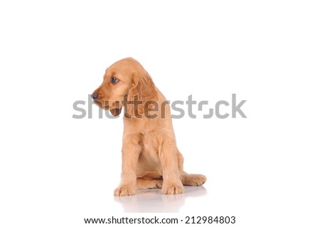Blond Brown Labrador Retriever Puppy Facing Stock Photo ... Blond Brown Labrador Retriever Puppy Facing Stock Photo ...