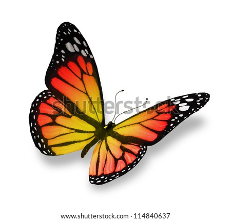 Yelloworange Butterfly Isolated On White Background Stock Illustration ...