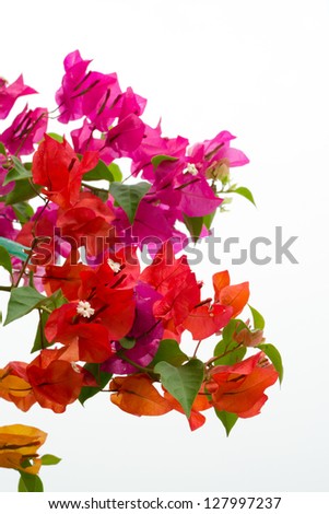 bougainvillea isolated on the white background - stock photo