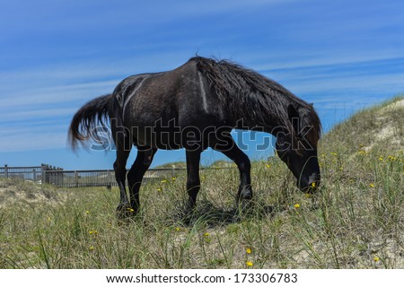 Car ford horse horse horse jumping mustang wild #9