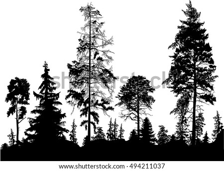 Pacific Northwest Old Growth Evergreen Tree Stock Vector 358942277 ...