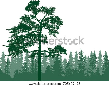 Illustration High Pines Fir Trees Forest Stock Vector 584117563