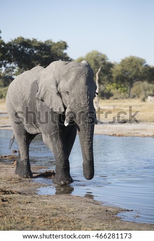 Beautiful Images African Elephants Africa Stock Photo 523936120 ...