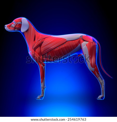 Dog Muscles Anatomy Back Stock Illustration 254619766 - Shutterstock