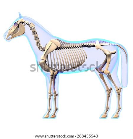 Horse Skeleton Section Bones Xray Stock Illustration 22169620