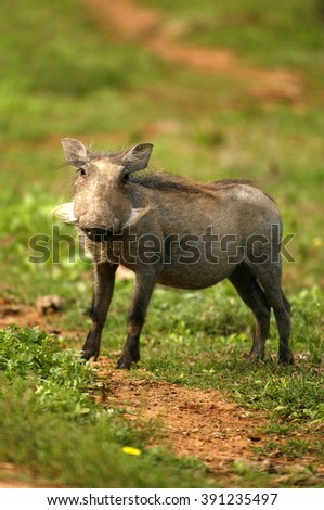 A corpulent pig with nice big breast a nice small female cat and very mischievous 5