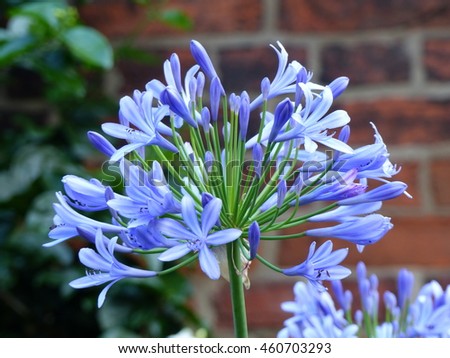 agapanthus lily only genus subfamily agapanthoideae stock photo 460703320 shutterstock agapanthus lily only genus subfamily agapanthoideae stock photo 460703320 shutterstock