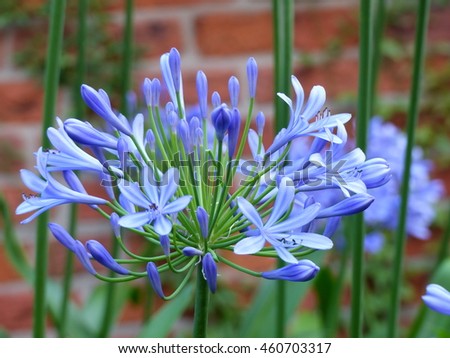 agapanthus lily only genus subfamily agapanthoideae stock photo 460703320 shutterstock agapanthus lily only genus subfamily agapanthoideae stock photo 460703320 shutterstock