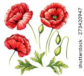 Watercolor Set Of Poppies...