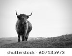 Highland Cow Free Stock Photo - Public Domain Pictures