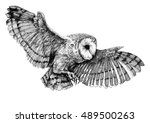 Flying Owl Free Stock Photo - Public Domain Pictures