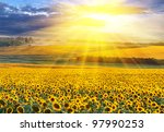 stock-photo-sunset-over-the-field-of-sunflowers-against-a-cloudy-sky-beautiful-summer-landscape-97990253.jpg