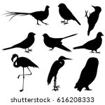 Cuckoo Silhouette Free Stock Photo - Public Domain Pictures