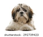 Shih Tzu Dog Free Stock Photo - Public Domain Pictures