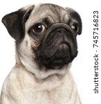 Tank The Pug Dog Free Stock Photo - Public Domain Pictures