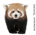 Red Panda Free Stock Photo - Public Domain Pictures