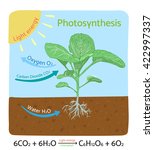 Photosynthesis Free Stock Photo - Public Domain Pictures