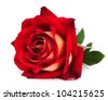 stock photo : red rose isolated on white background