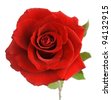 stock photo : Red rose with leaves isolated on white