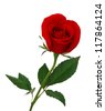 stock photo : Single beautiful red rose isolated on white background